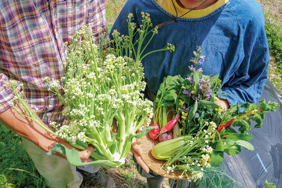 四国カルストが見守る畑で育つミネラルたっぷりの野菜たち